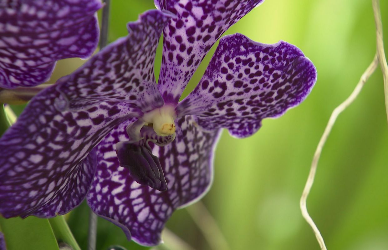 La jungle aux orchidées de l Amazone à Nalinnes