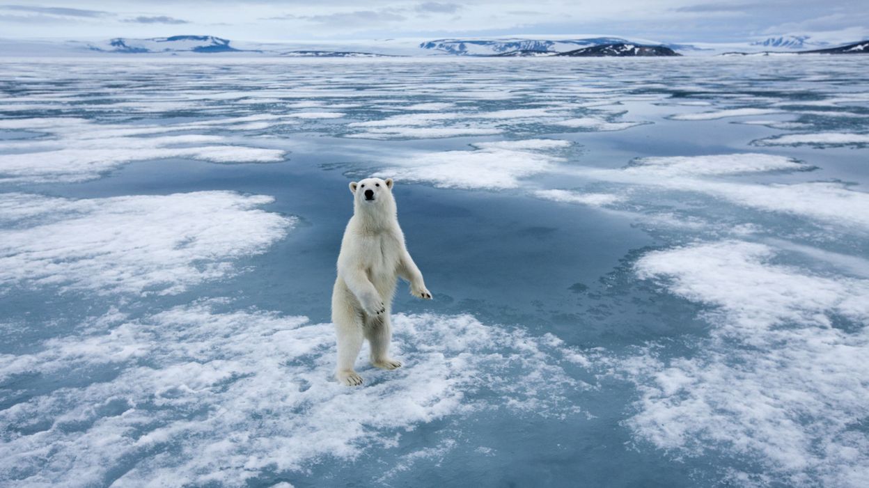 Réchauffement climatique les ours polaires menacés d extinction d ici