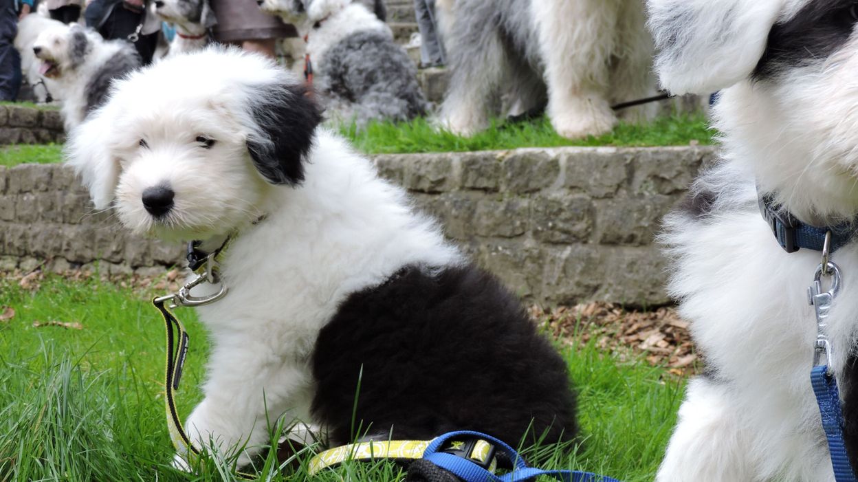 La première crèche de jour pour chiens ouvre à Braine-l'Alleud La première crèche de jour pour chiens ouvre à Braine-l'Alleud