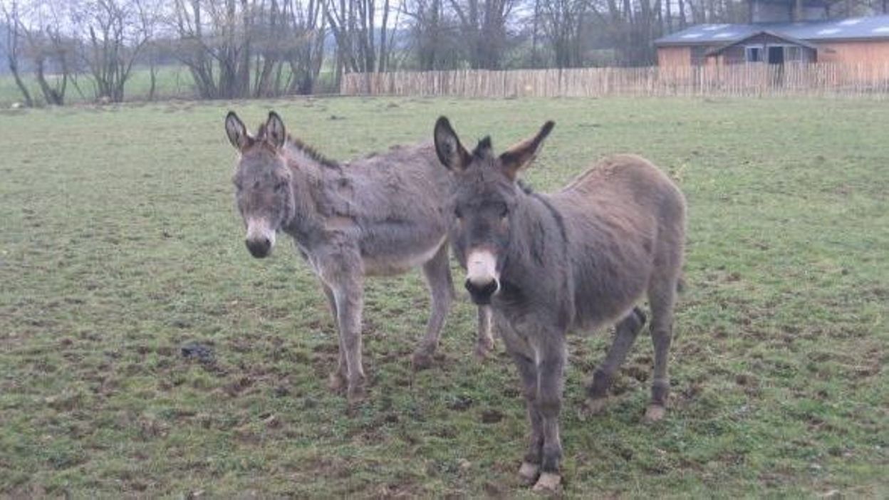 Site de rencontre pour proprietaires d animaux
