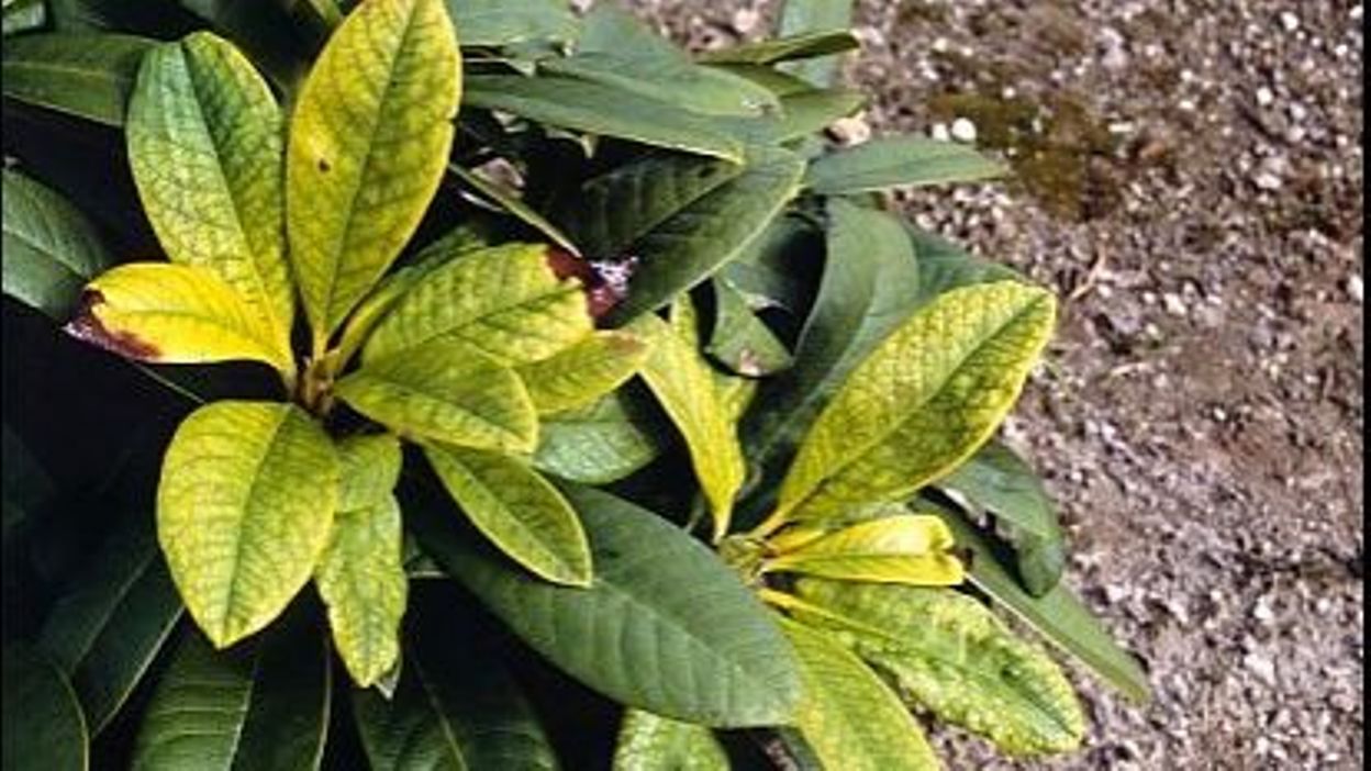 Хлороз листьев рододендрона
