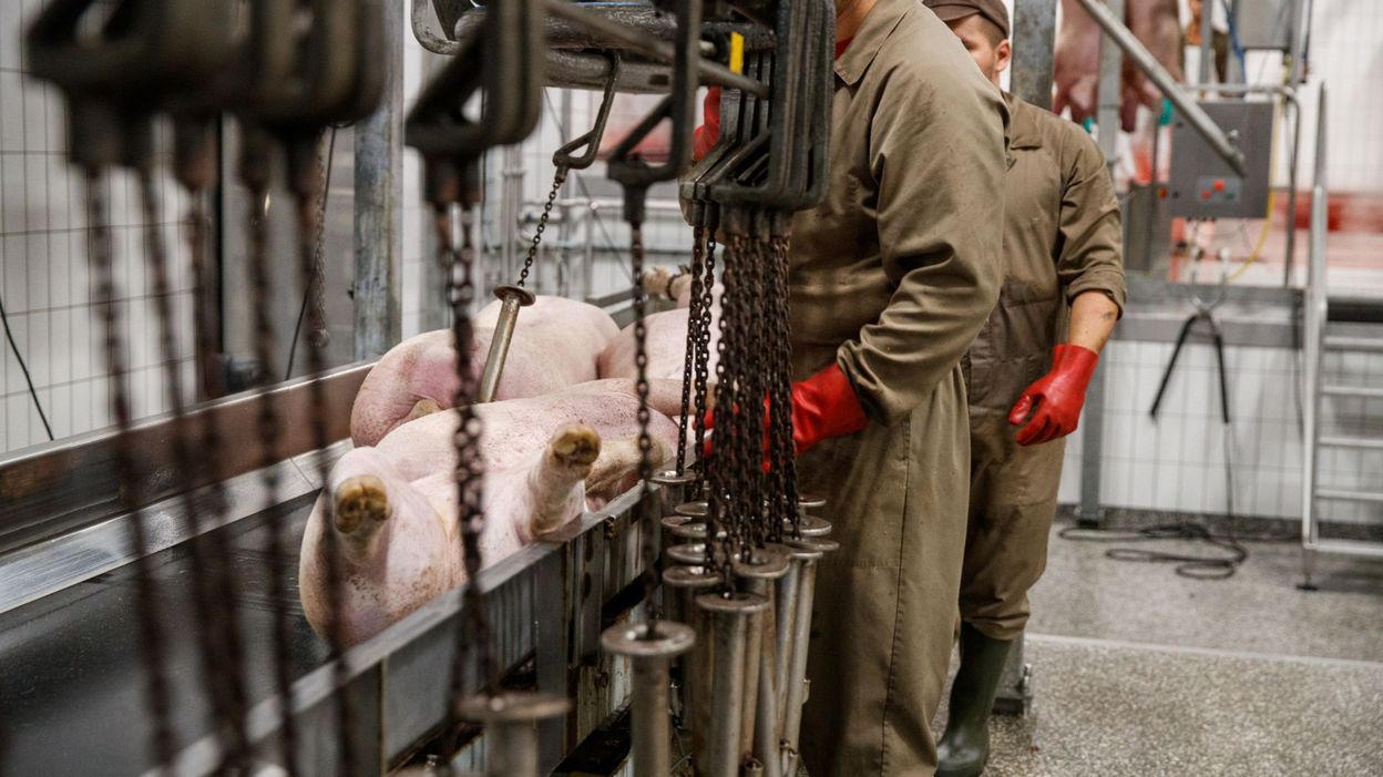 Une charte pour améliorer la condition des animaux dans les abattoirs