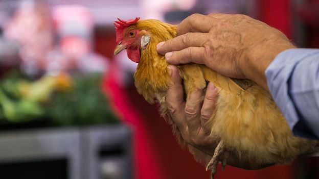 quel animal ne dans un oeuf