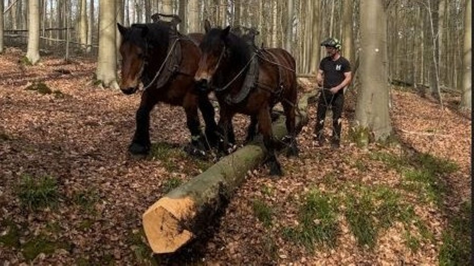 En Forêt de Soignes des chevaux de trait transportent les arbres