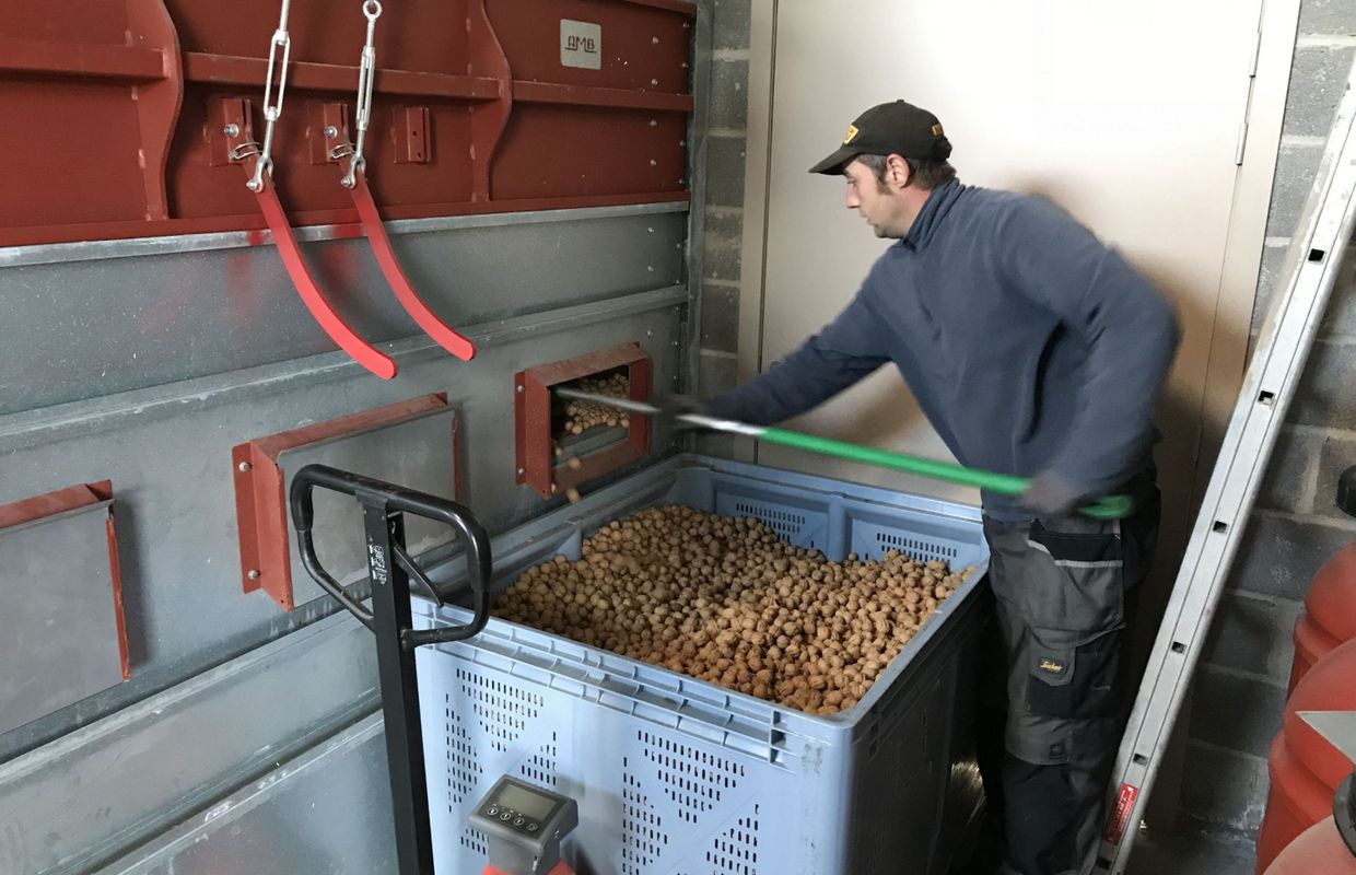 Rhisnes début de la récolte des noix, loin du désastre de 2016