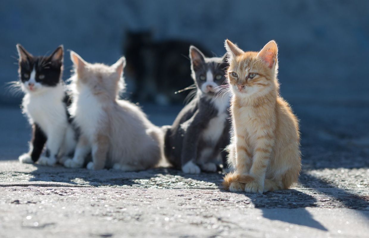 Que Faire Si L On Trouve Des Chatons Dans La Nature