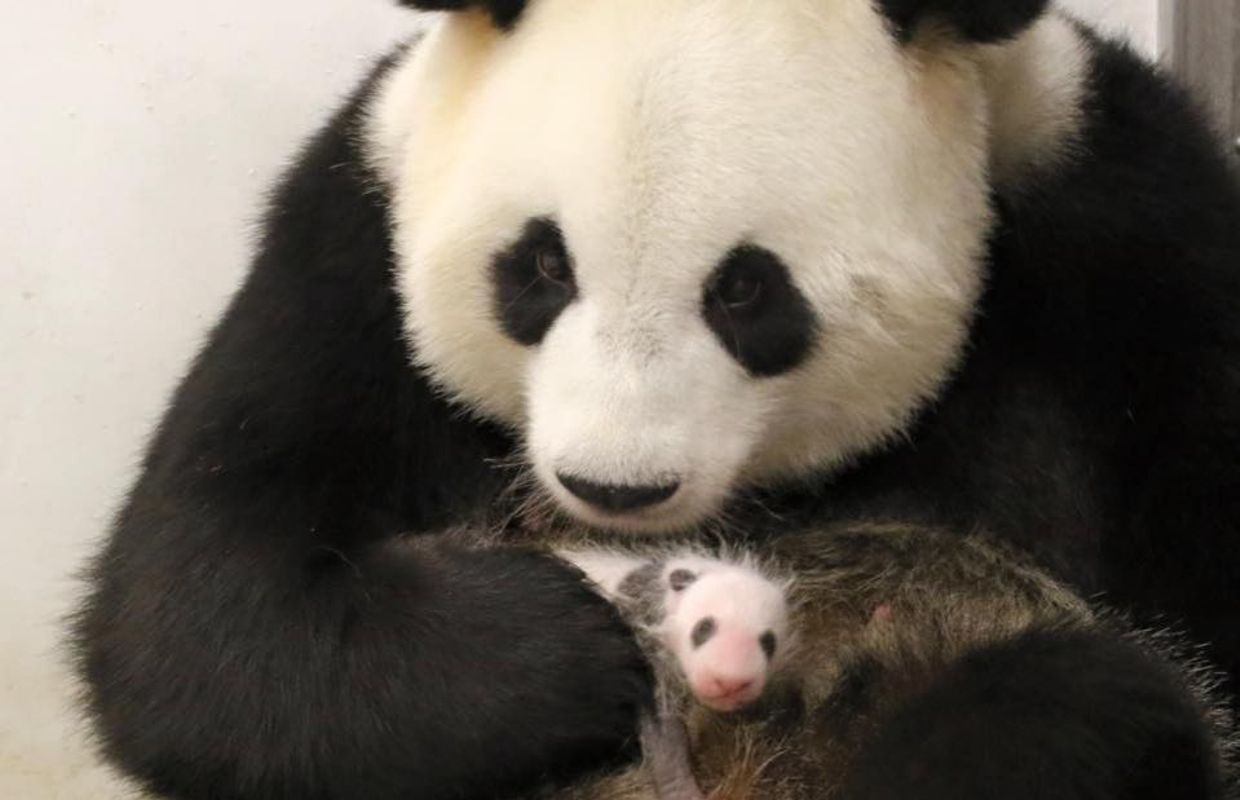 Bebe Panda Dans Les Bras De Maman Et Une Nouvelle Naissance Bebe Panda Dans Les Bras De Maman Et Une Nouvelle Naissance