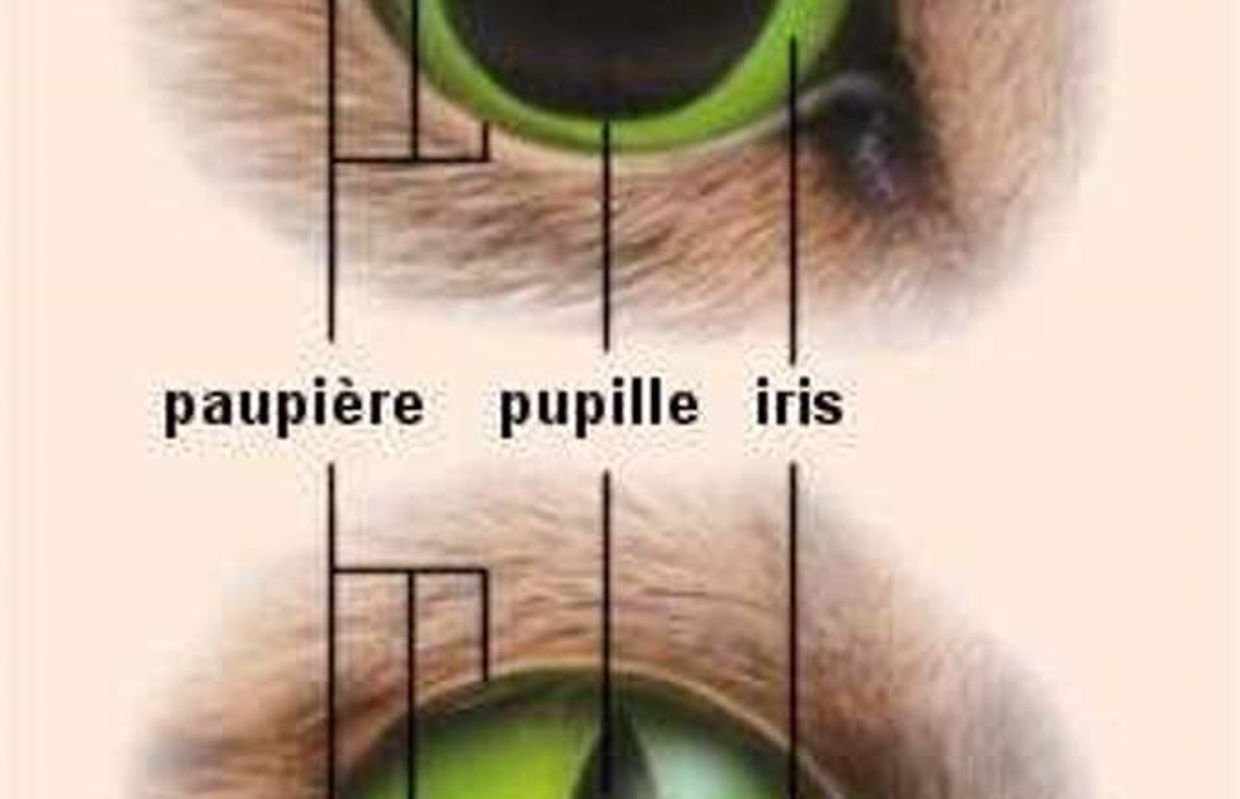 Des Chats Des Yeux Et Des Couleurs