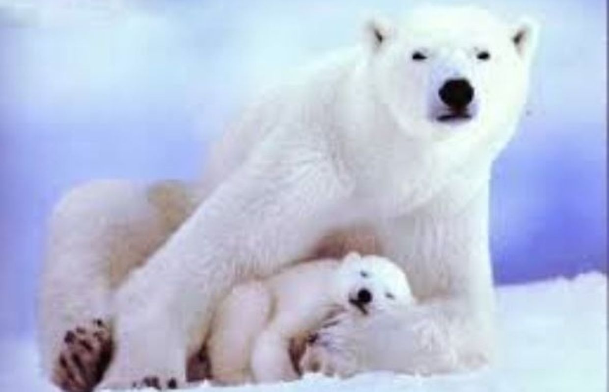 Des Ours Et Des Inuits