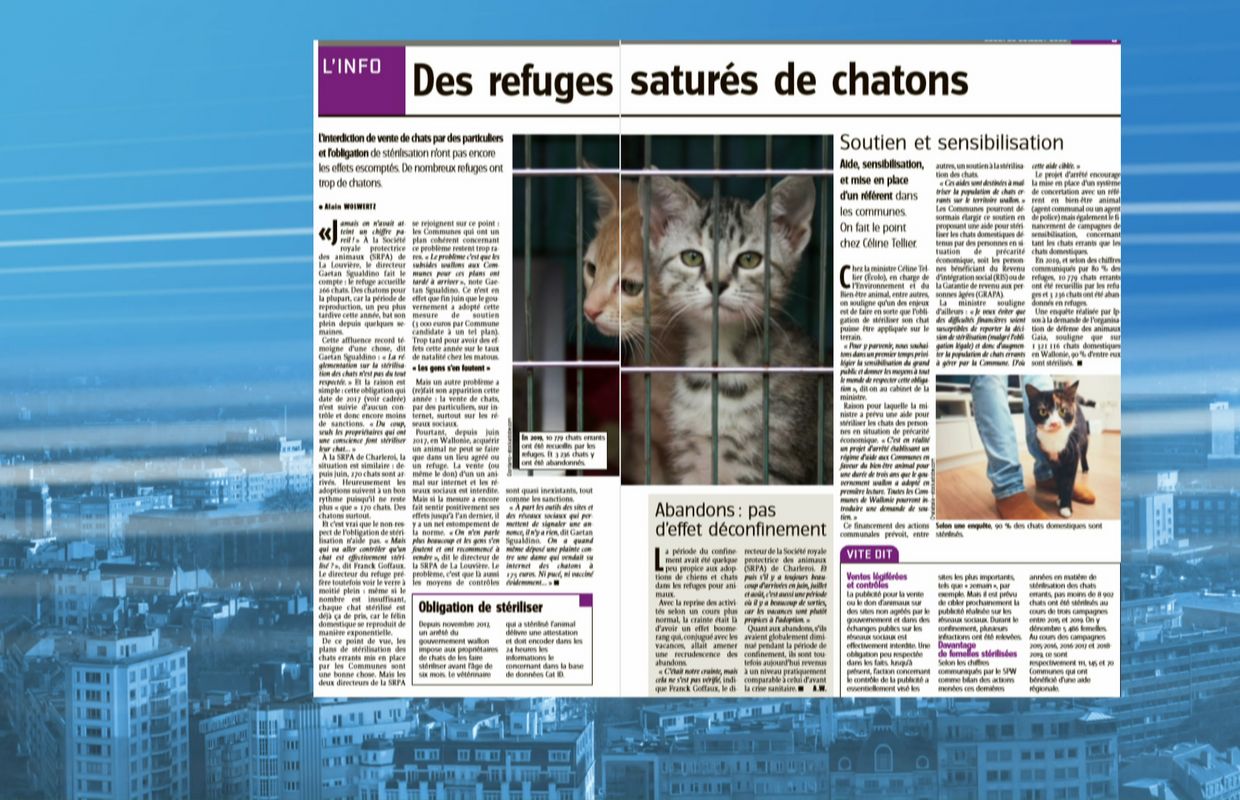 Sterilisation Des Chats Les Refuges Sont Satures De Chatons Sterilisation Des Chats Les Refuges Sont Satures De Chatons