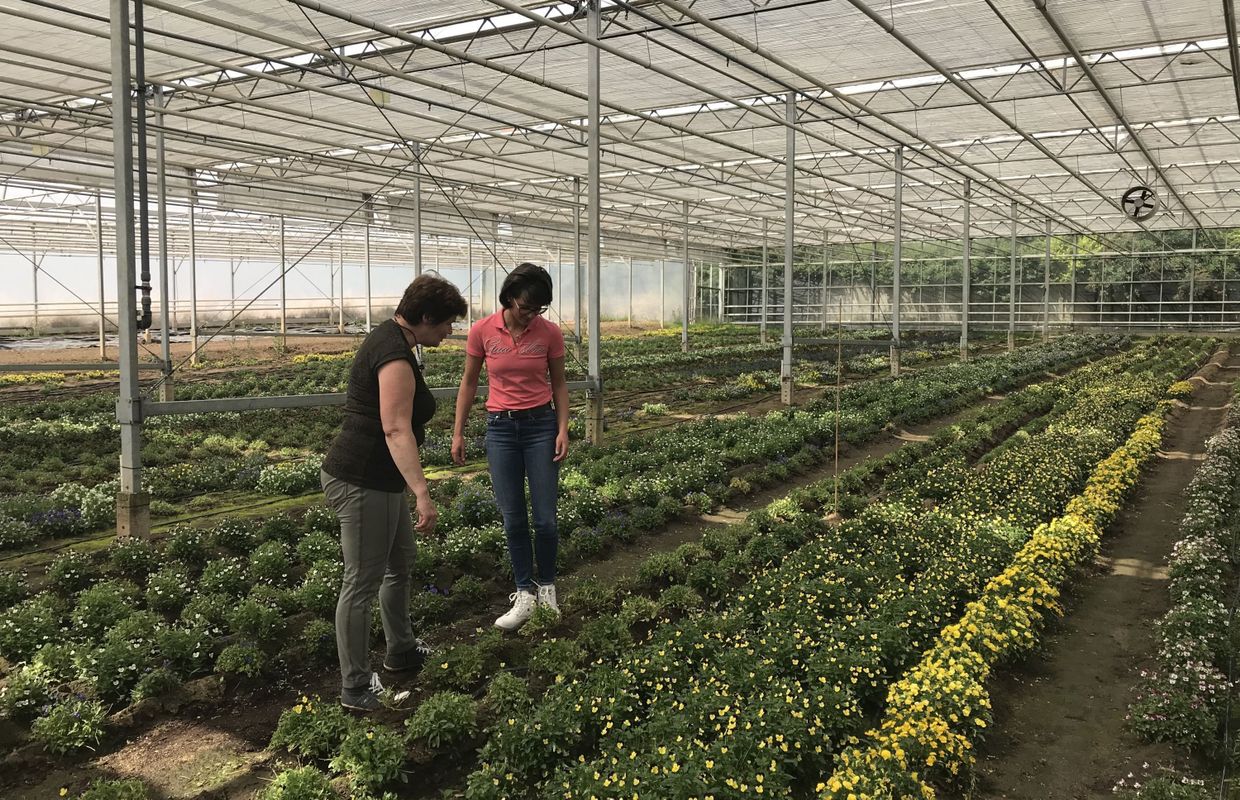 Distribution De Une Famille Sur Le Ring Pour produire 30% de légumes à Bruxelles, il faudra compter sur la