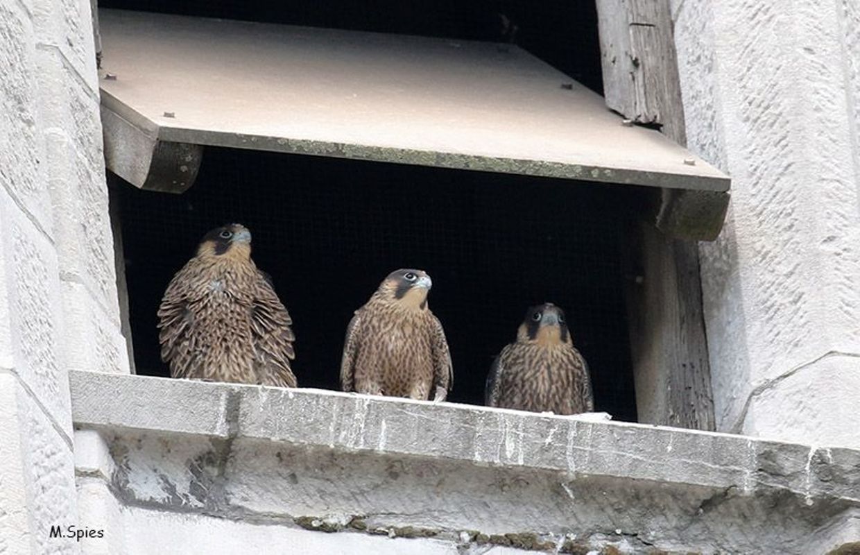 Une Nouvelle Nichée De Faucons Pèlerins à La Basilique Saint-Martin à Liège