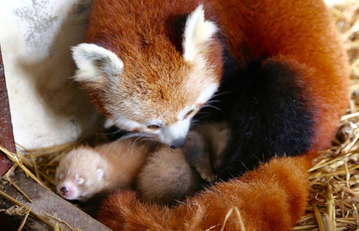 Bebe Panda Dans Les Bras De Maman Et Une Nouvelle Naissance