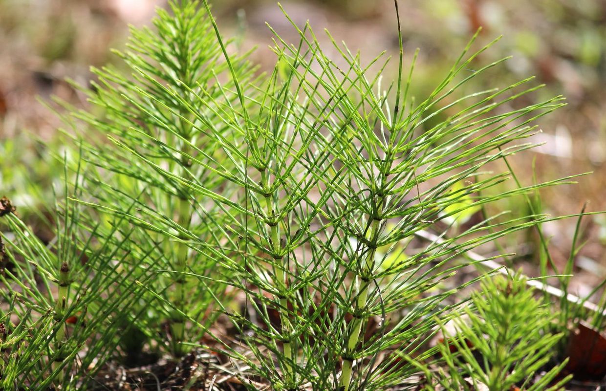 The virtues of field horsetail