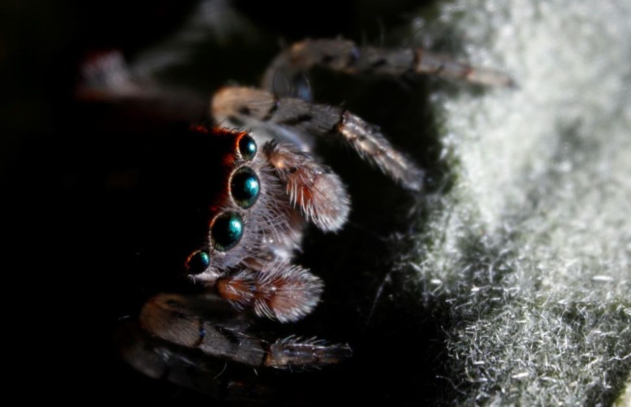 Araignées : les dessous de leurs toiles