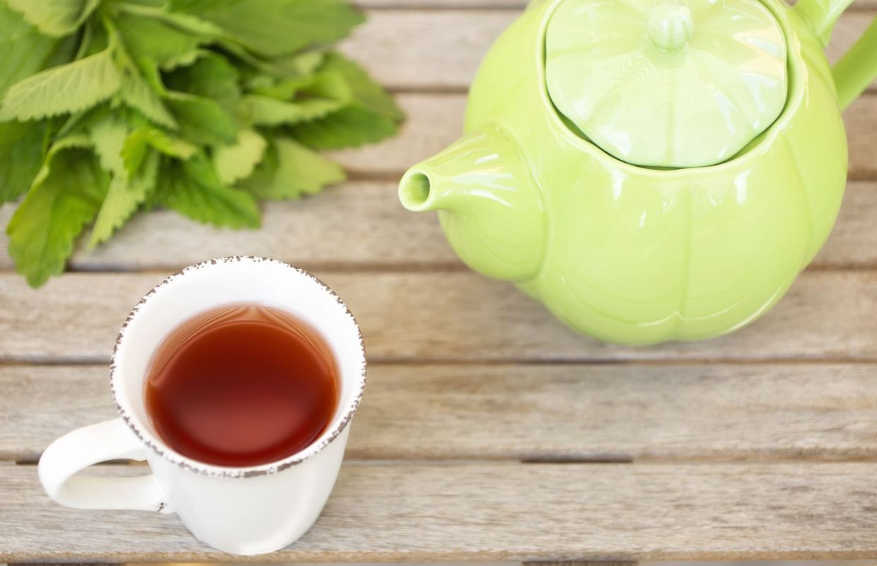 Cultivez de la Mélisse, vous aurez une tisane aux multiples vertus à