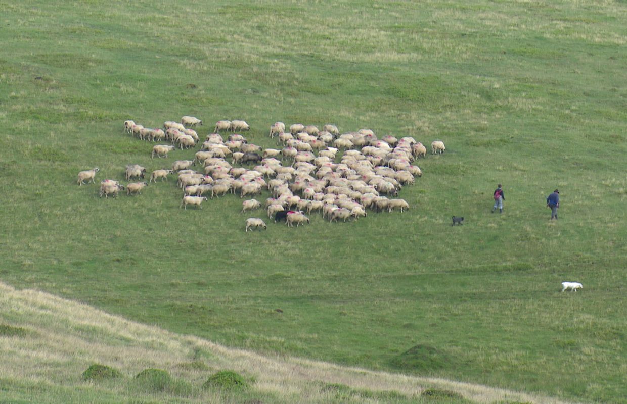 Le Berger Des Carpates Un Héros à Deux Et Quatre Pattes