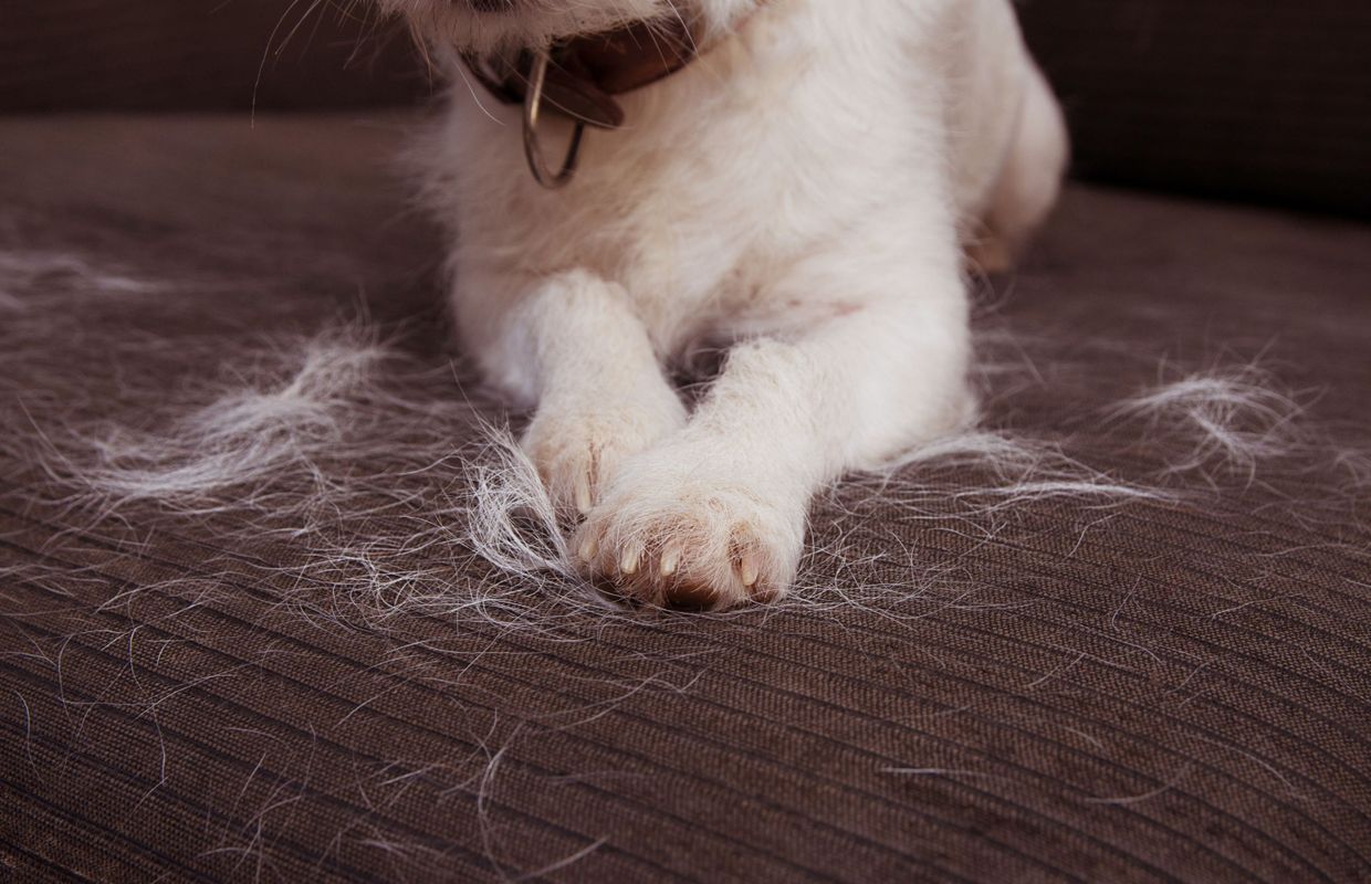 Dormir Avec Son Chat Ou Son Chien Pour Ou Contre