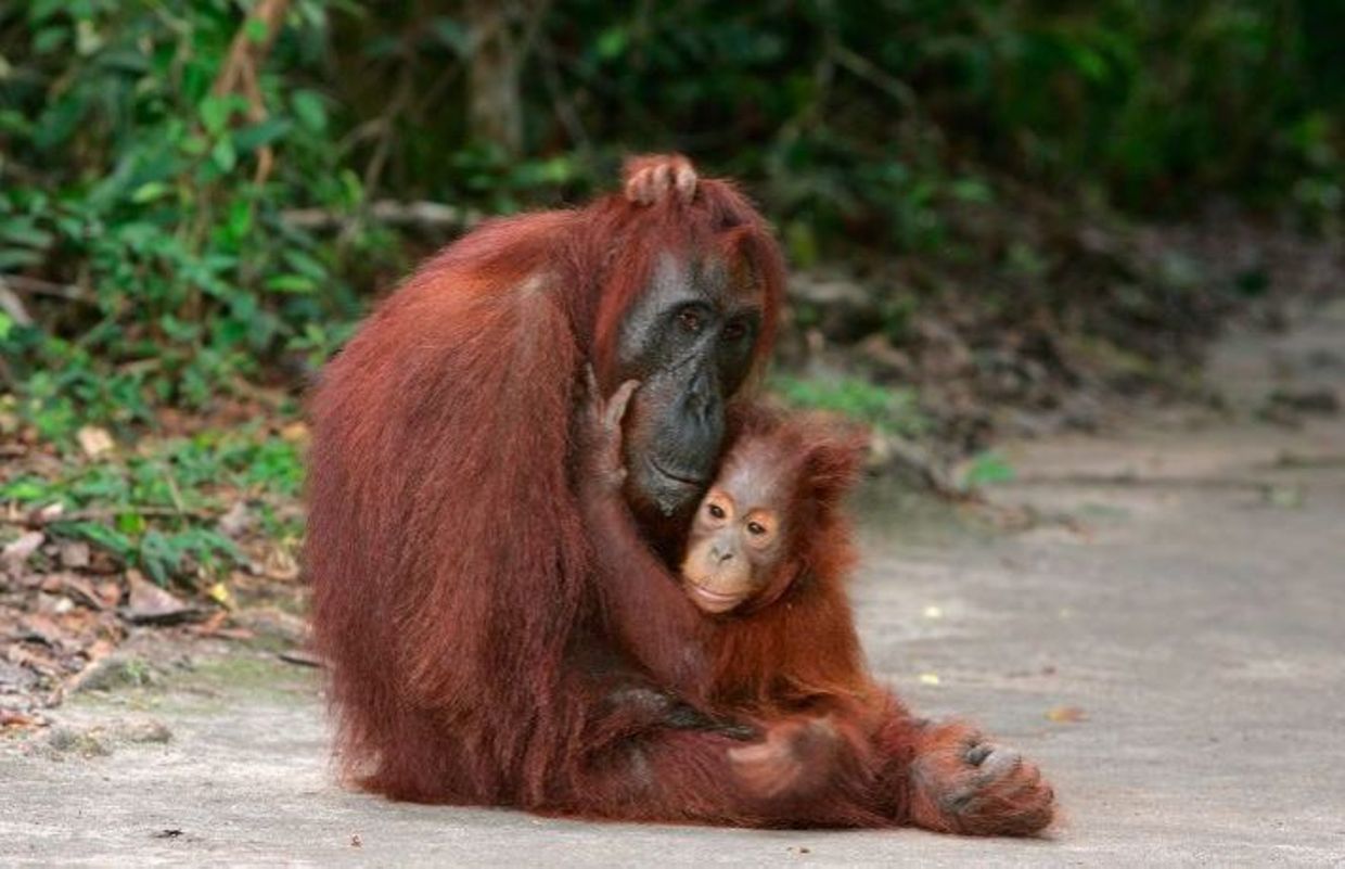 Le WWF au secours de la for t  de Sumatra 