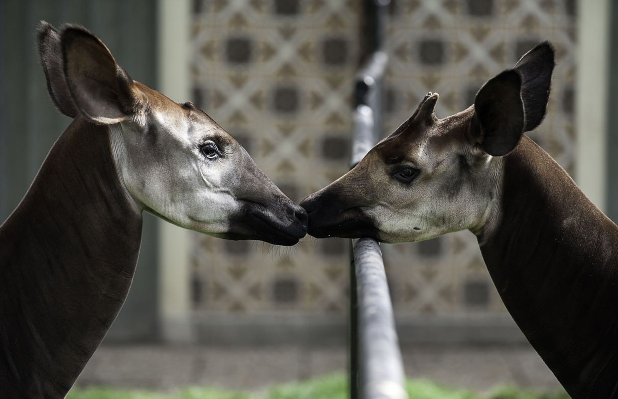 Zoo Danvers Naissance Dun Bébé Okapi Dune Grande