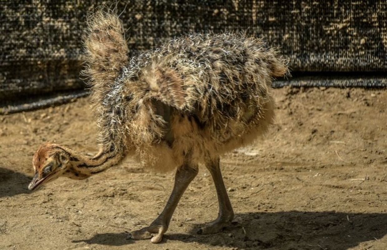 Baby Boom Dans Un Zoo De Colombie A La Faveur Du Confinement