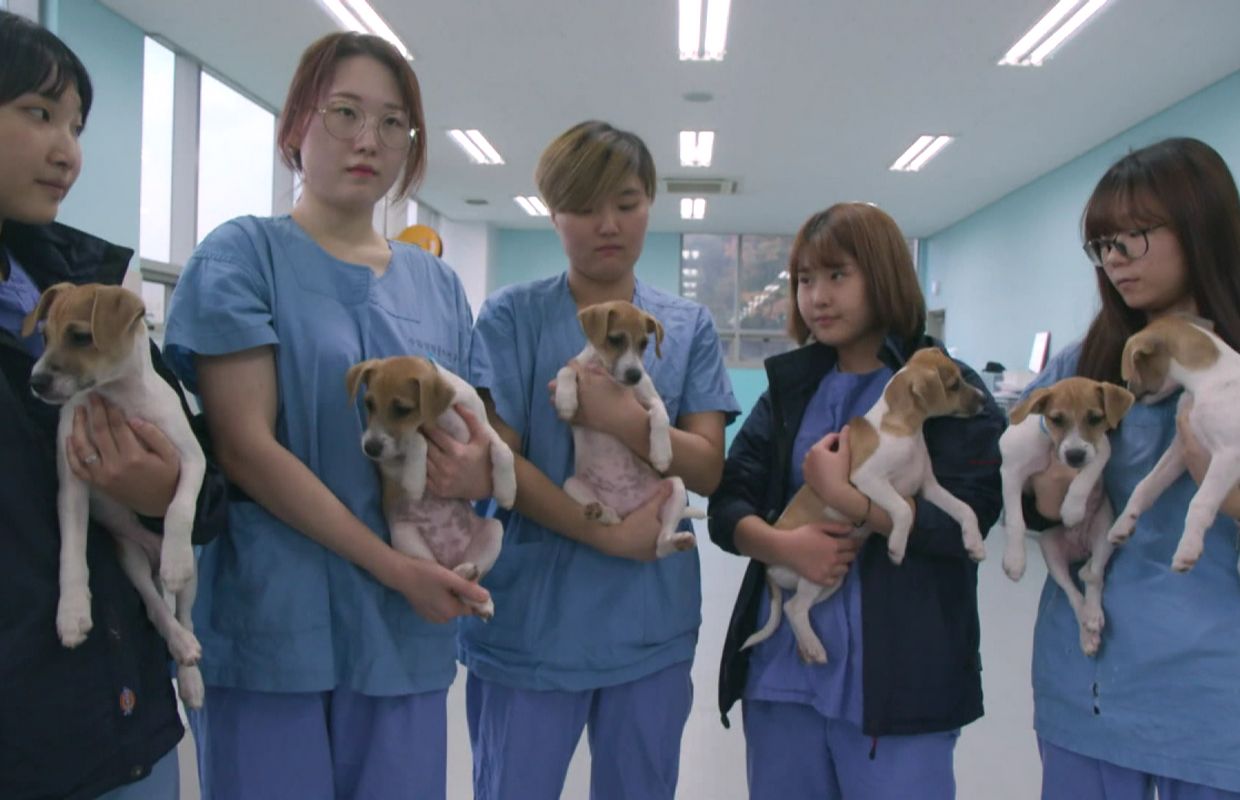 Clonage D Animaux Domestiques Une Copie Peu Conforme