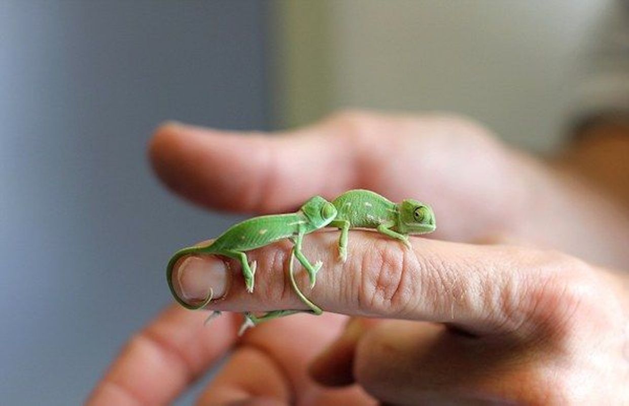 Alors Ces Bebes Cameleons Du Zoo De Sydney Mignons Ou Mignons