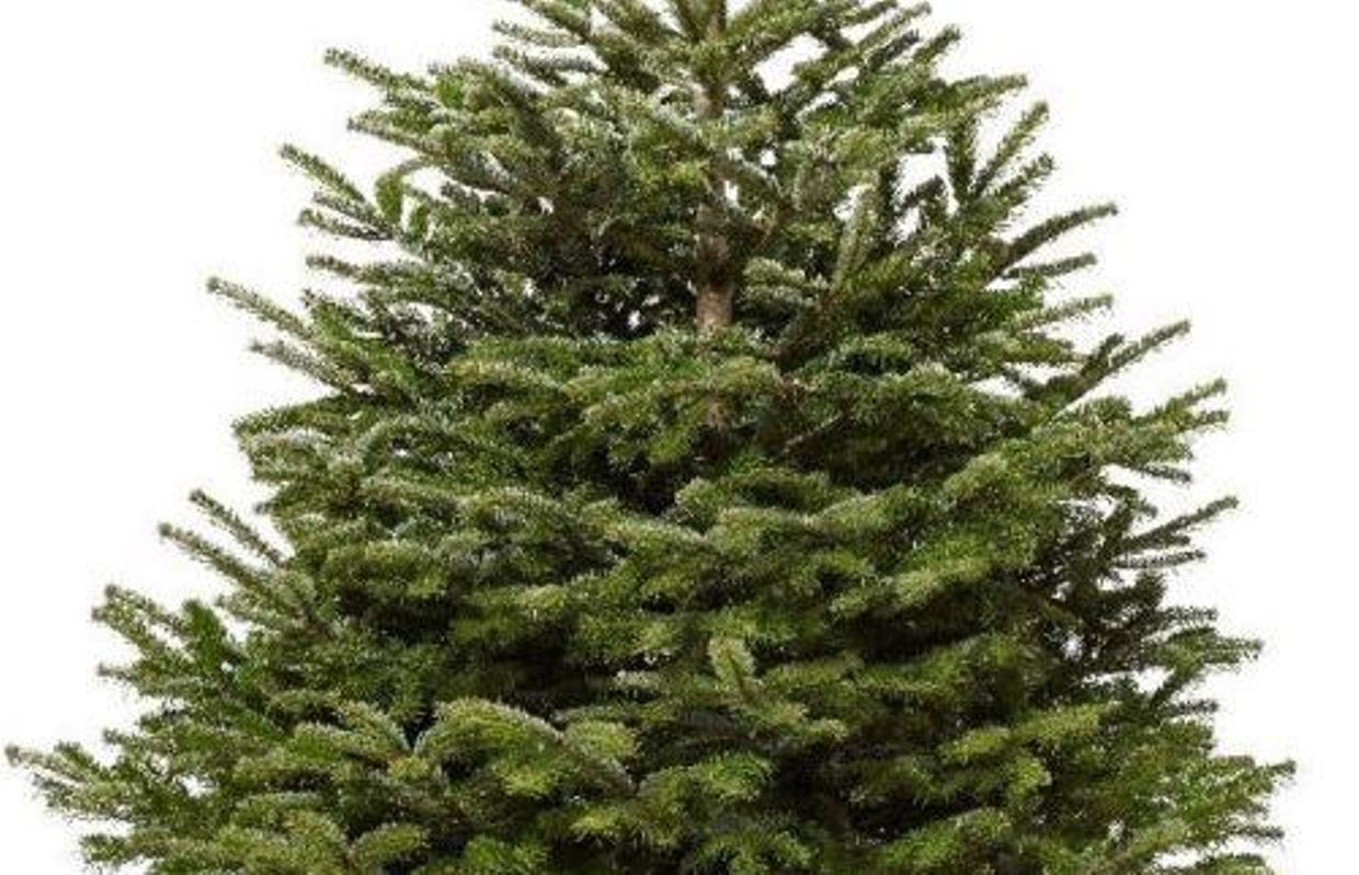 Nordmann abies nobilis  fraseri quel sapin  choisir  No l