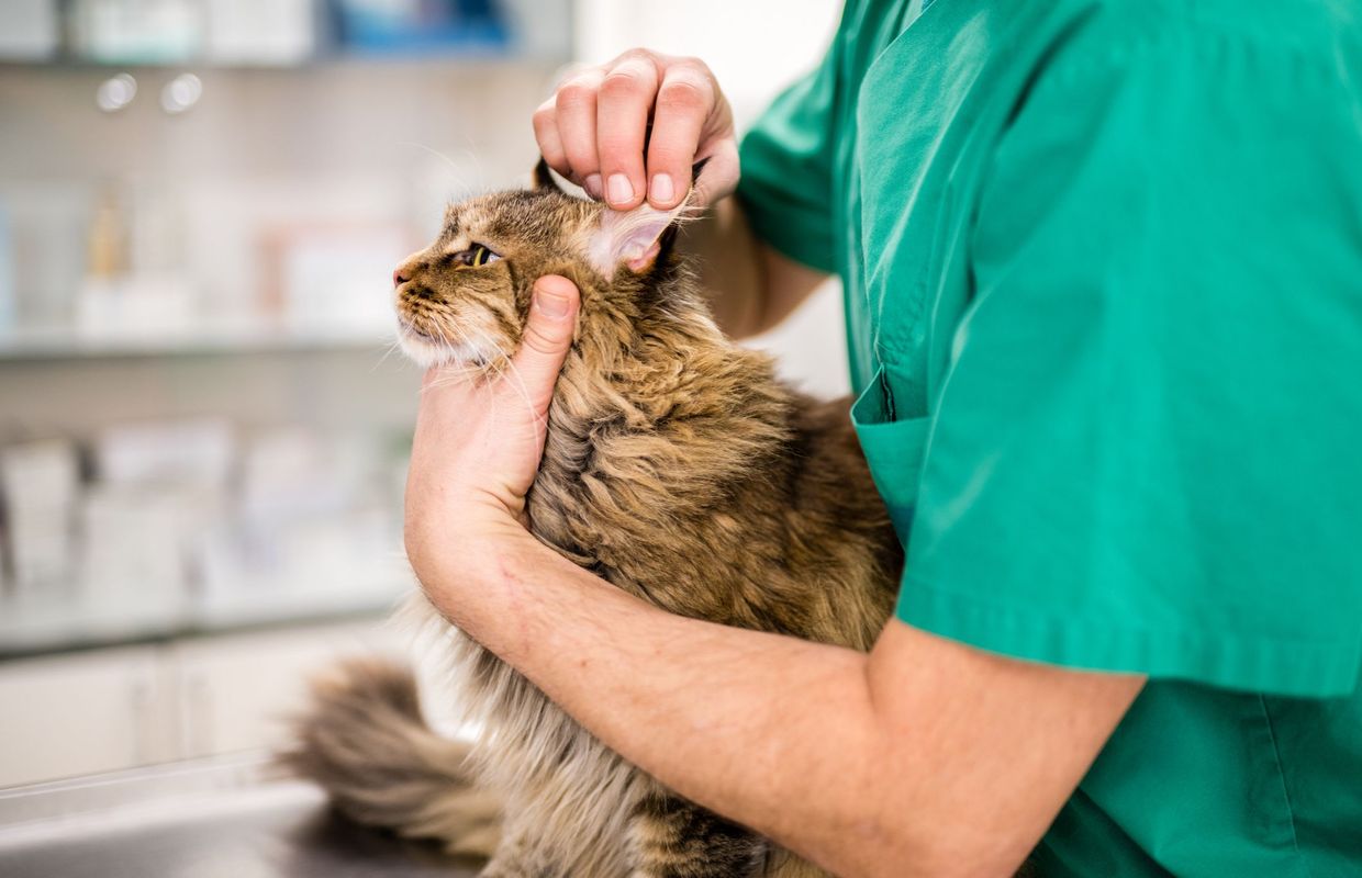 Jouer De La Musique Cat Friendly Calmerait Les Chats Chez Le Veterinaire Selon Une Etude