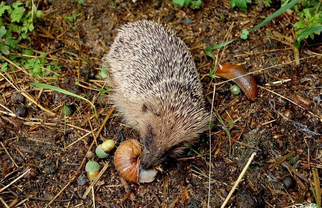 Si Vous Trouvez Un Herisson Dans Votre Jardin Que Faire