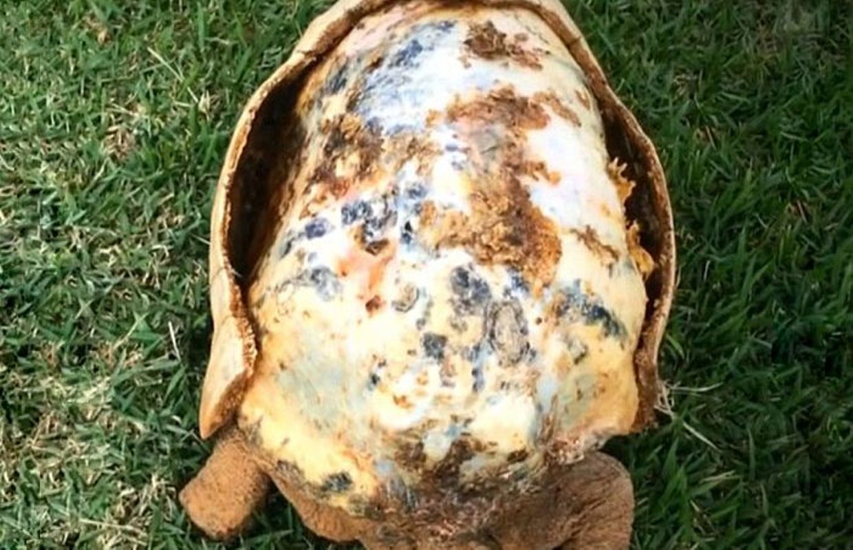 Une Tortue Sauvee Grace A Une Carapace Imprimee En 3d