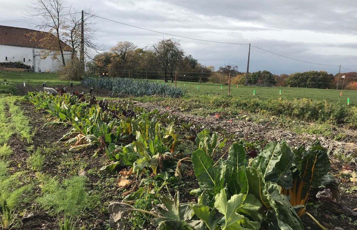 Des Feuilles Mortes Transformees En Compost Mais A Quelles