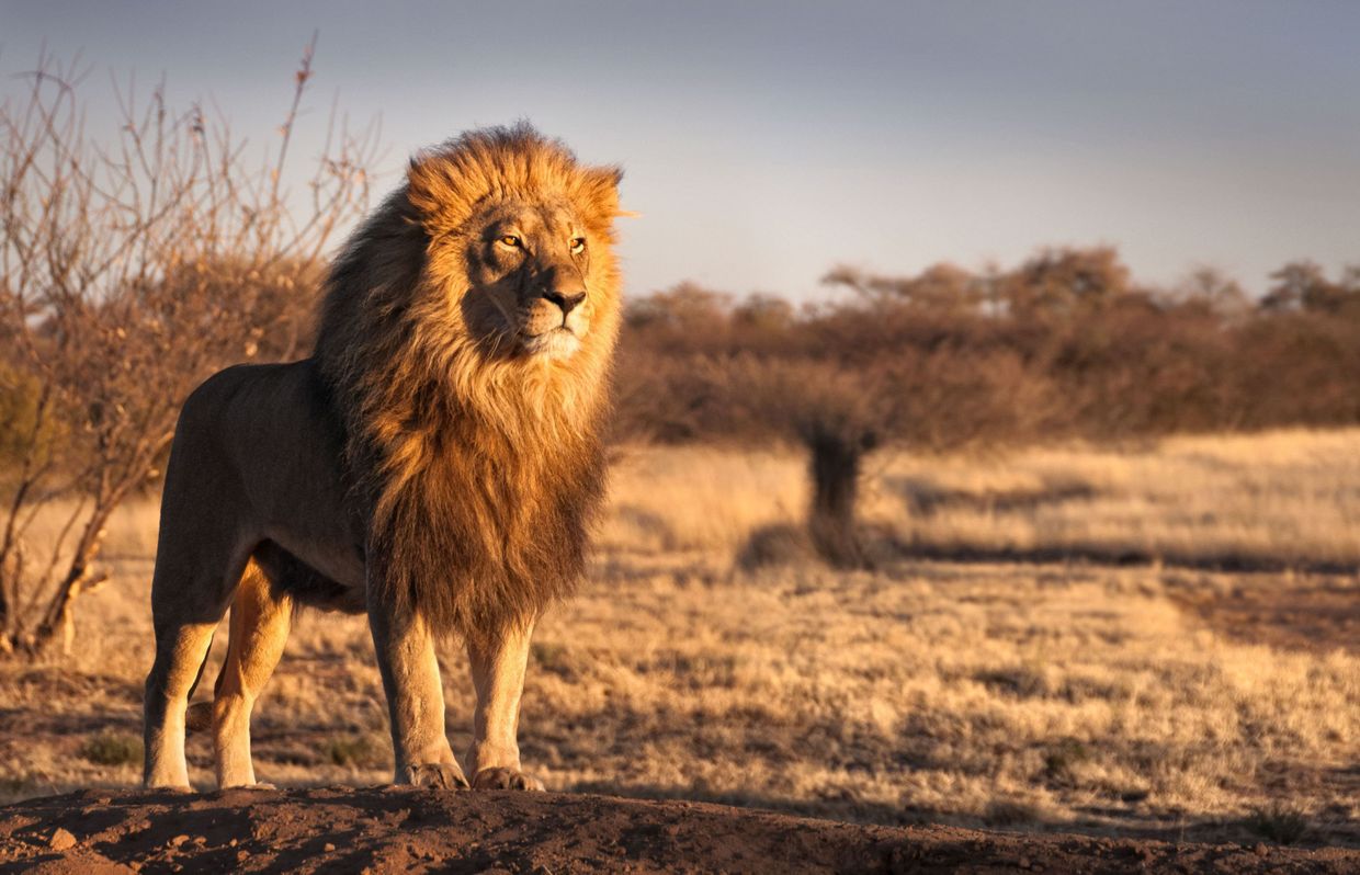 Loup Ours Lion Ou Dauphin Le Sommeil Décrypté