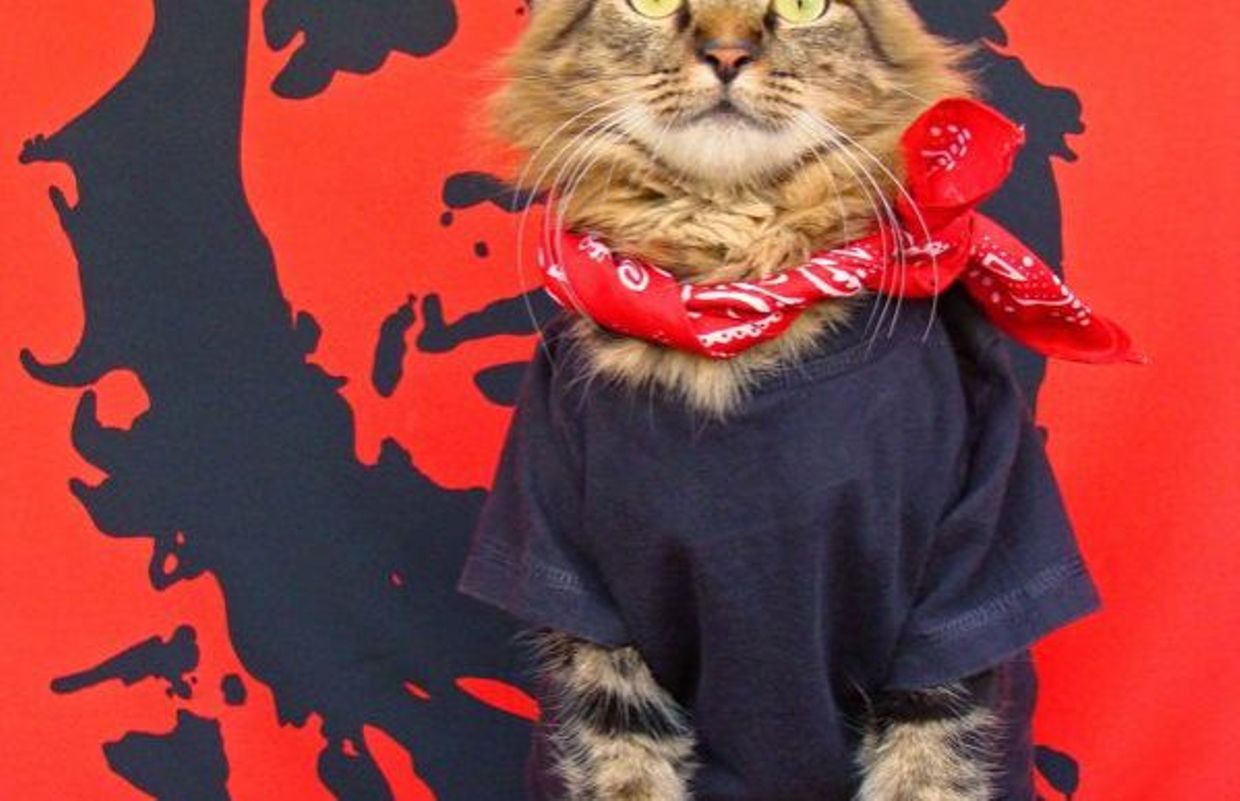 Les Plus Belles Photos De Lorenzo Le Chat Mannequin