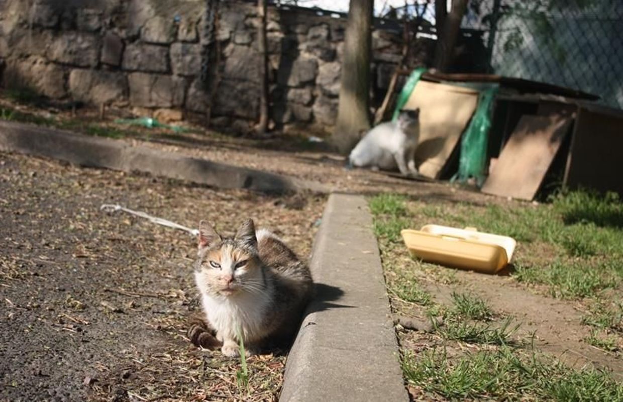 Le Chat Errant