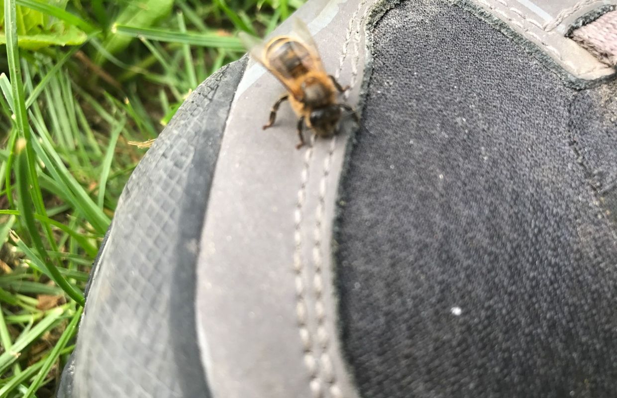Faire Venir Les Abeilles Dans Son Jardin Frameries Jeune Apiculteur Cherche Essaim D Abeilles Desesperement