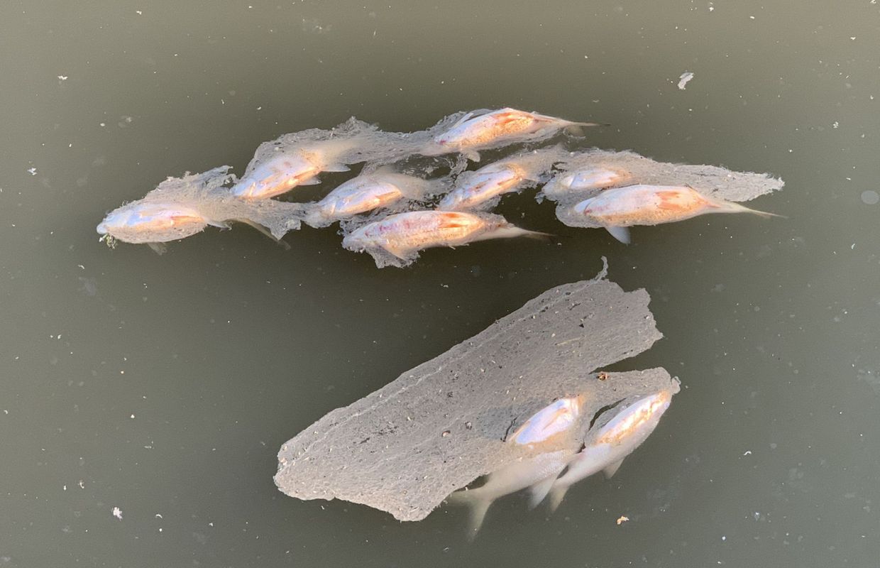 Dilbeek des tonnes de poissons sont morts d'une cause inexpliquée