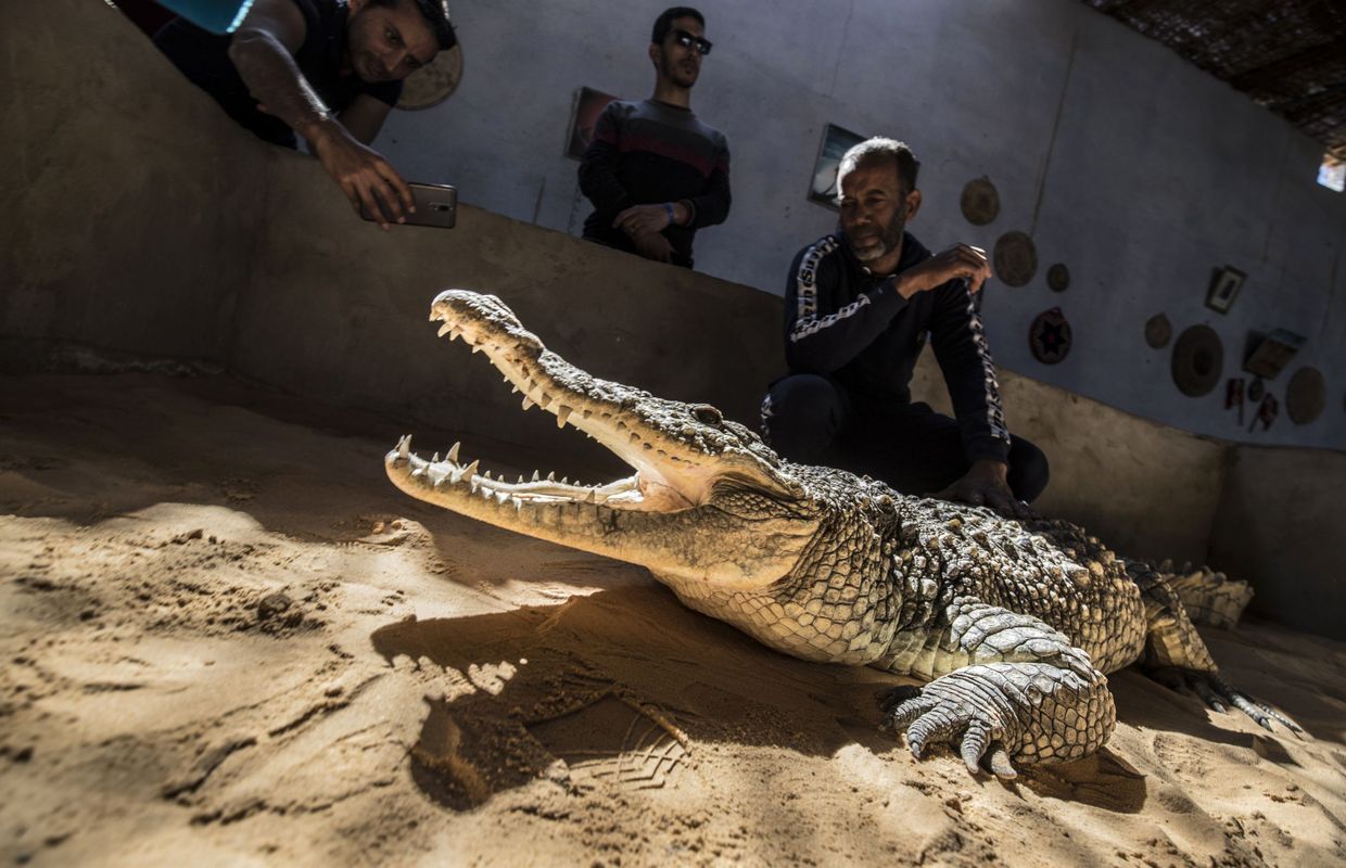 Egypte Chez Les Nubiens D Assouan Les Crocodiles Du Nil Sont Cajoles Comme Des Animaux De Compagnie