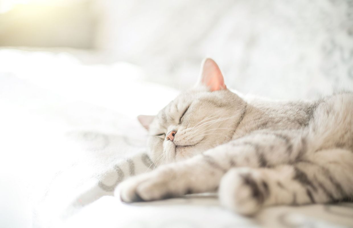 Amenagez Votre Interieur Conformement Aux Comportements De Votre Chat