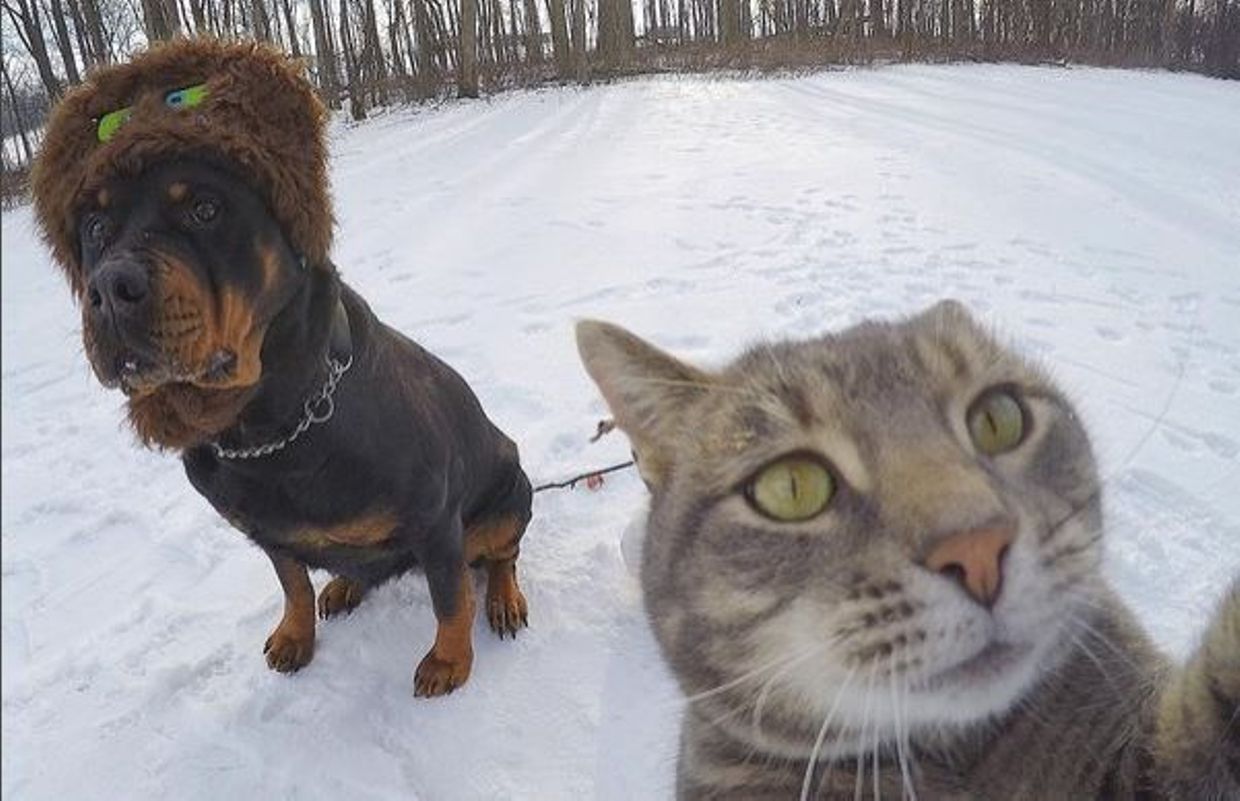 C Est L Histoire D Un Chat Qui Aimait Se Prendre En Selfie