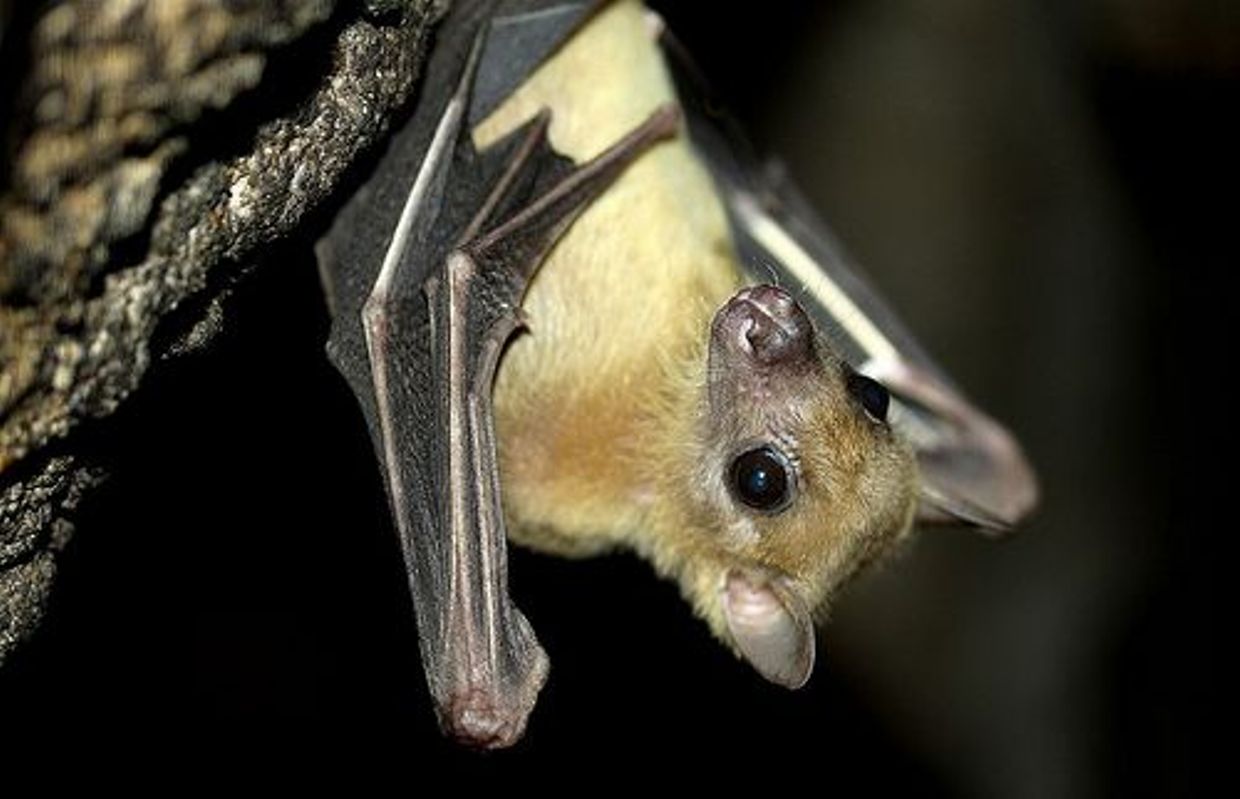 La Plus Grande Chauve Souris Au Monde La Plus Grande Chauve Souris Au Monde - Esam Solidarity