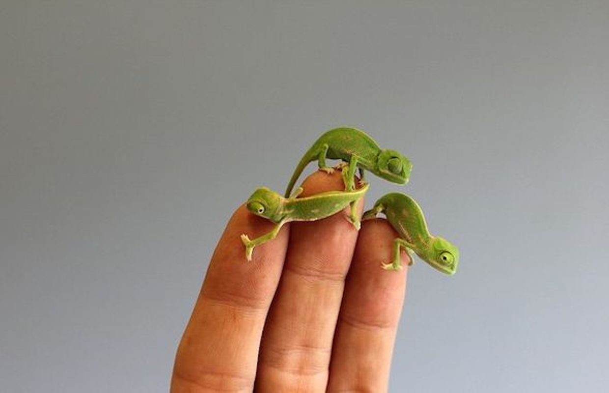 Alors Ces Bebes Cameleons Du Zoo De Sydney Mignons Ou Mignons