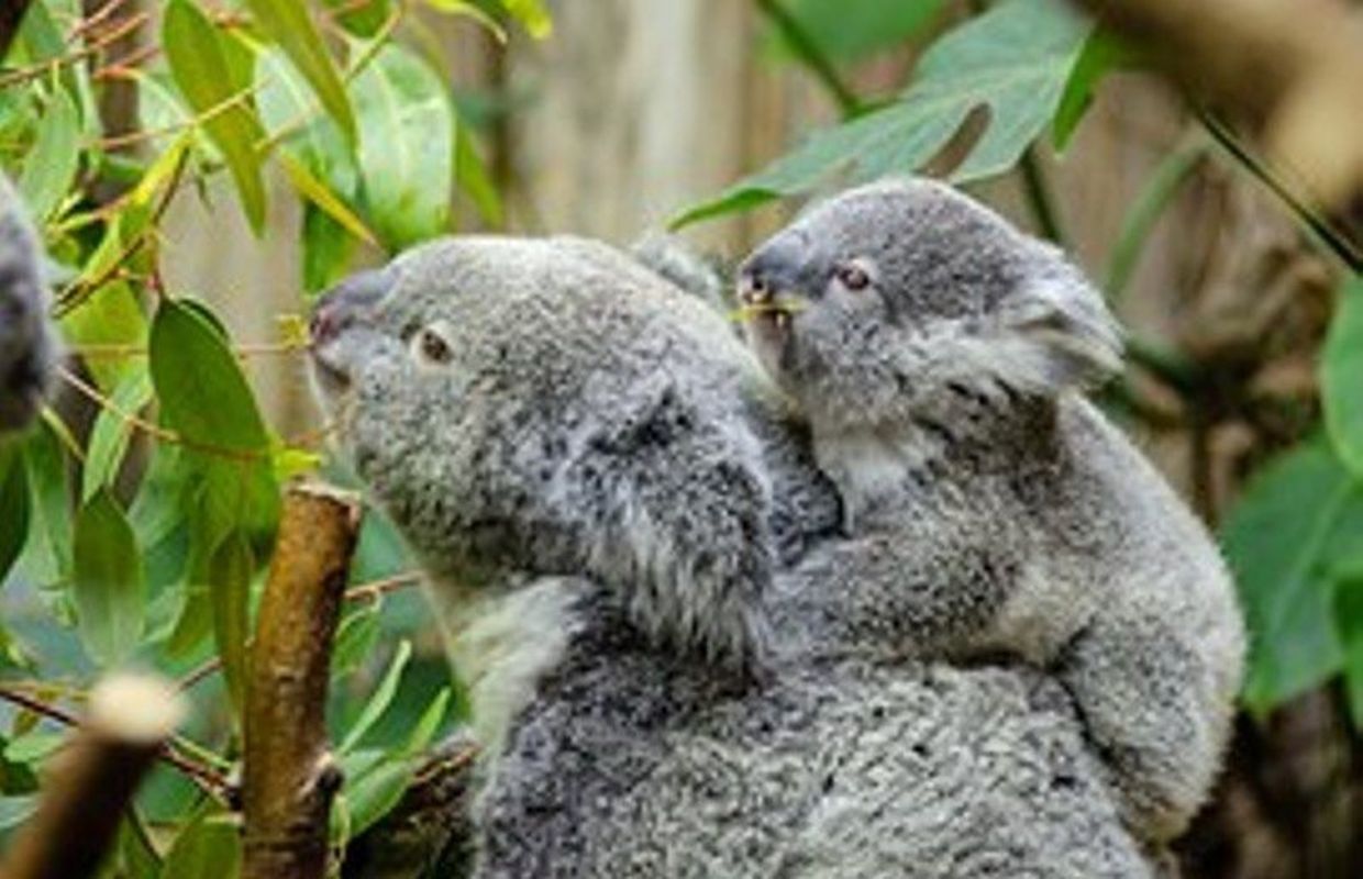 Le Koala En Savoir Plus
