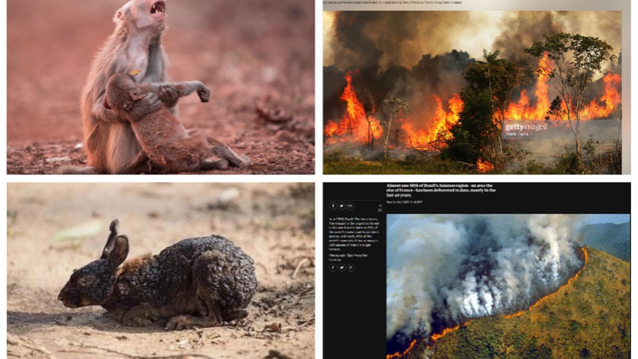 Incendies En Amazonie Mefiez Vous Des Photos Qui Circulent Sur Les Reseaux Sociaux