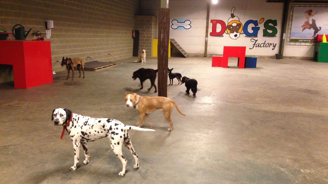 Braine-l'Alleud: la crèche pour chiens Braine-l'Alleud: la crèche pour chiens
