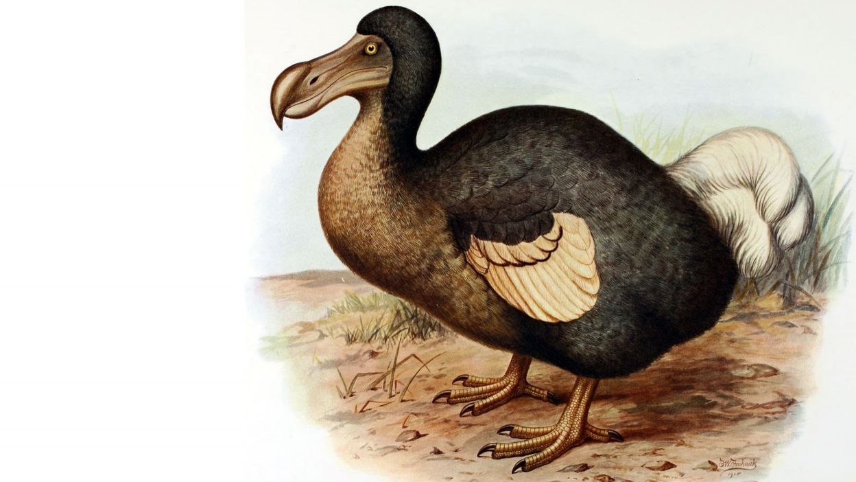 Des Chercheurs Fouillent La Vie Du Mystérieux Dodo De Lïle