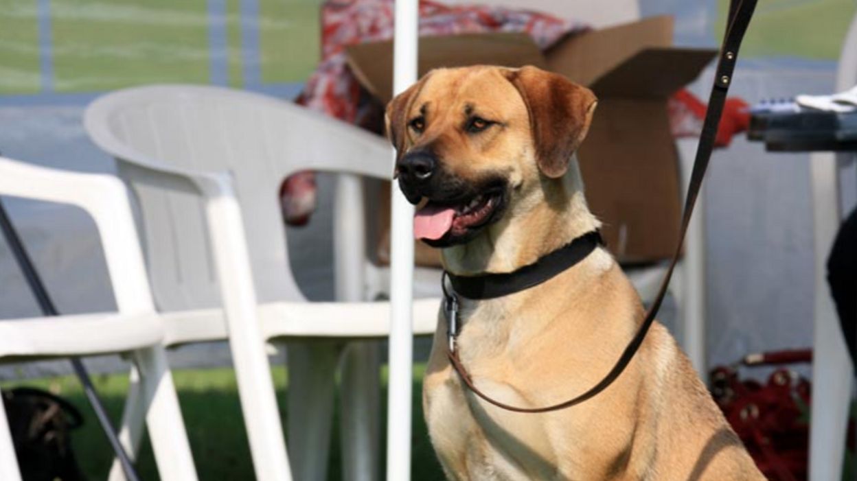 Le Mâtin Belge Cette Race De Chien En Pleine Reconstruction