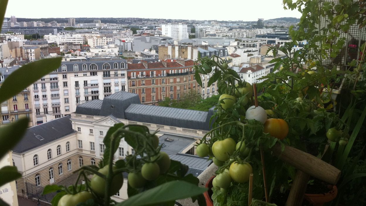 Un Poulailler Ou Un Potager En Ville