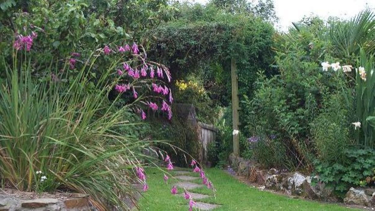 Francis Peeters Dierama pulcherrimum 'Painted Lady' (la Francis Peeters Dierama pulcherrimum 'Painted Lady' (la