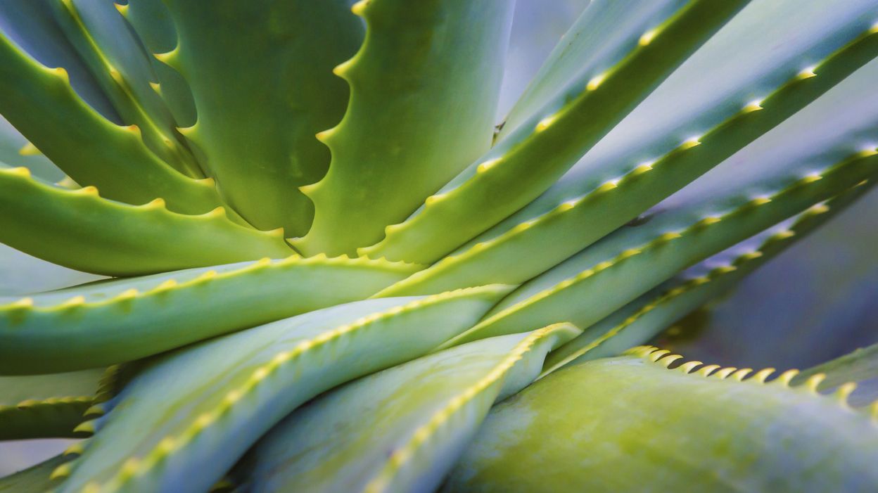 Digestion benefici nutritional digestione dosage secondaires avantages effets bienfaits medicinal anastore dossiers vuzacast khadi utilizzi L'Aloe vera, la plante des miracles beauté